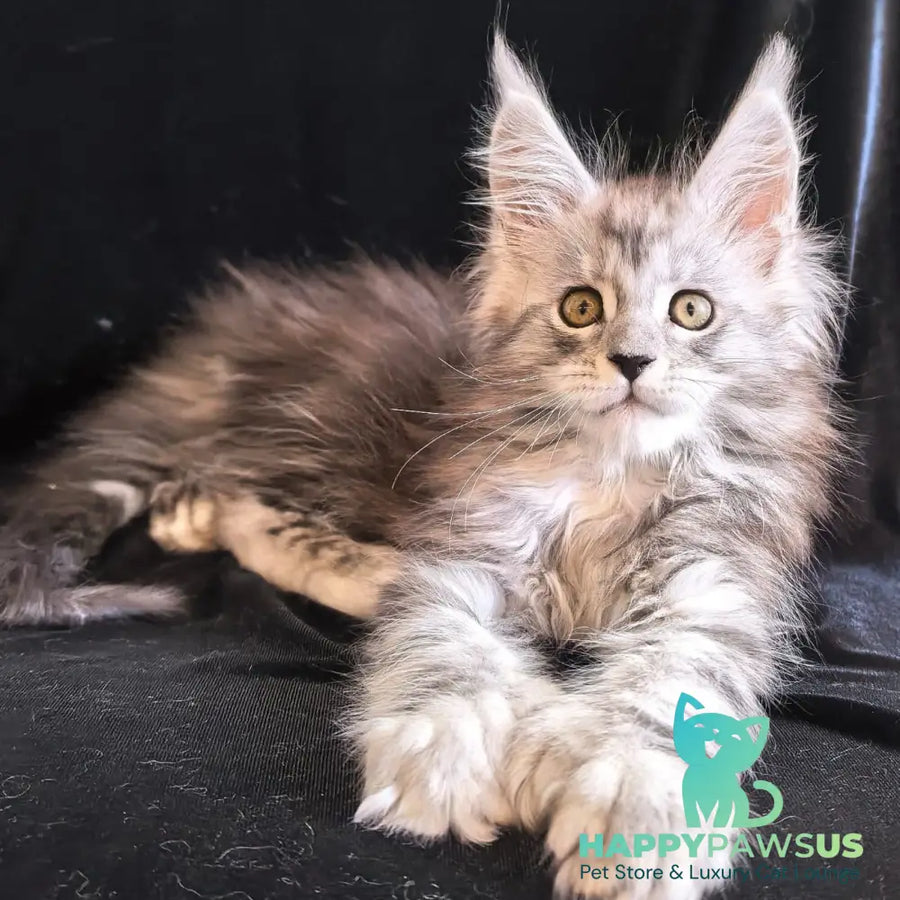 Olga Maine Coon polydactyl 6x6x6x6 female black silver tabby - live animals