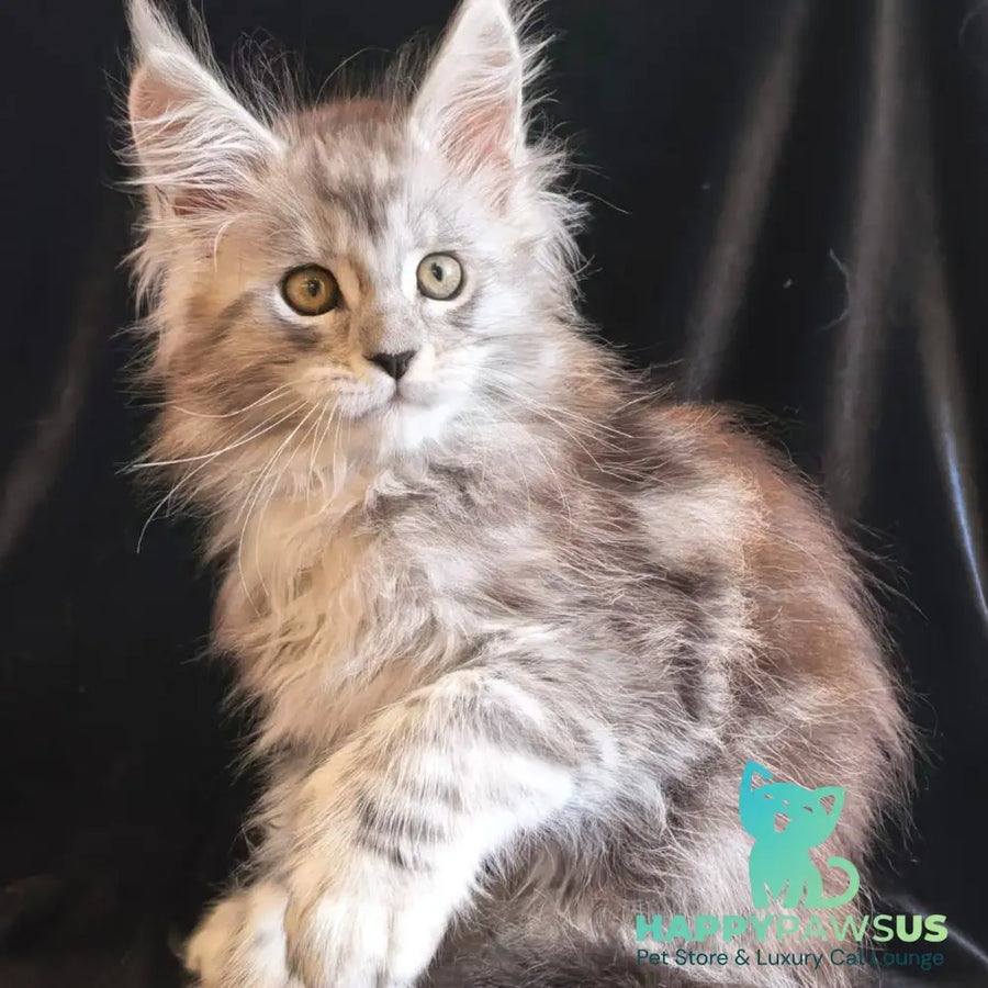 Olga Maine Coon polydactyl 6x6x6x6 female black silver tabby - live animals