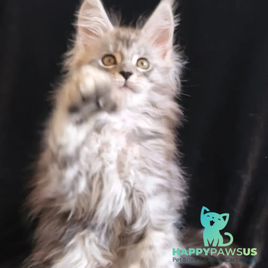 Olga Maine Coon polydactyl 6x6x6x6 female black silver tabby - live animals