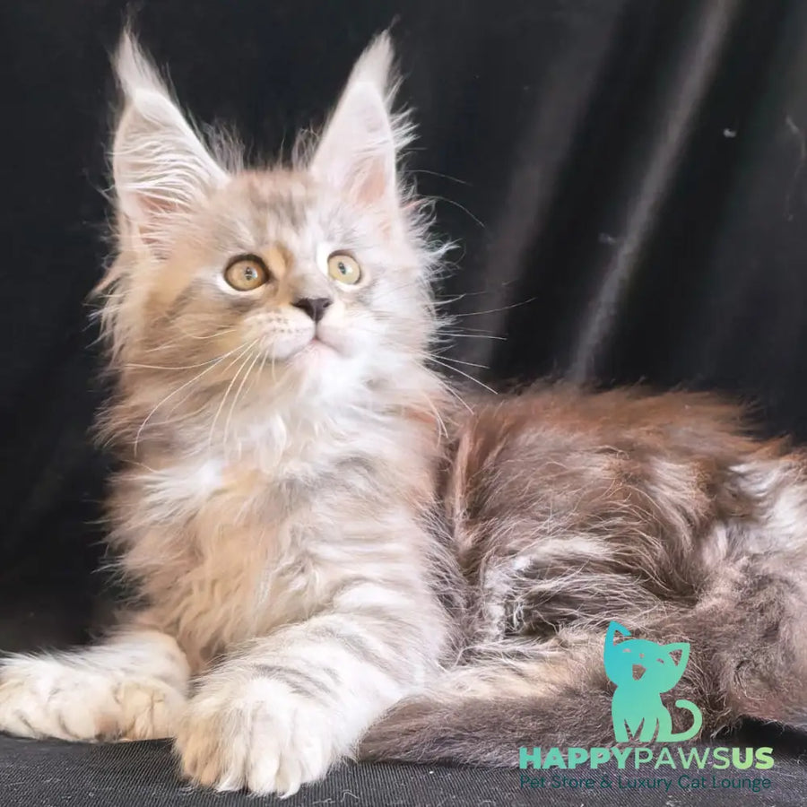 Olga Maine Coon polydactyl 6x6x6x6 female black silver tabby - live animals
