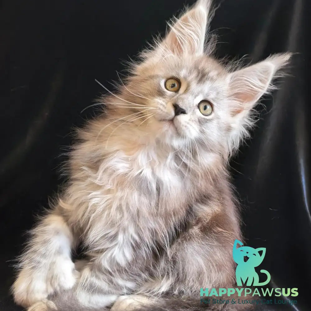 Olga Maine Coon polydactyl 6x6x6x6 female black silver tabby - live animals