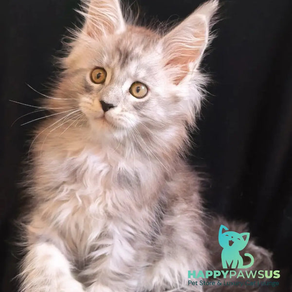 Olga Maine Coon polydactyl 6x6x6x6 female black silver tabby - live animals