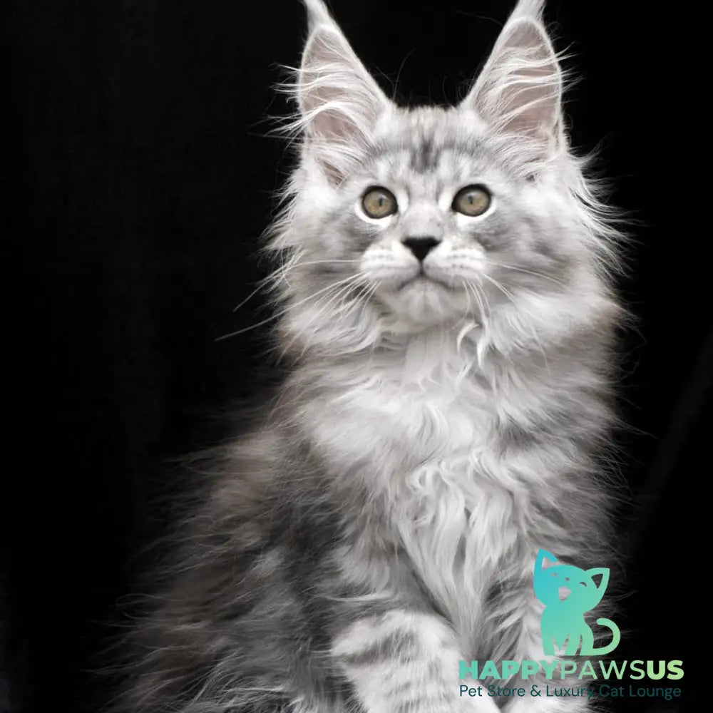 Olga Maine Coon polydactyl 6x6x6x6 female black silver tabby - live animals