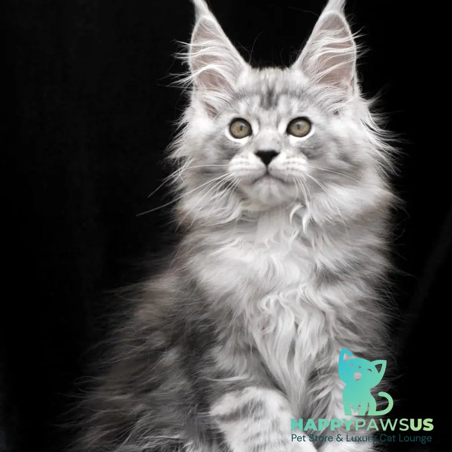 Olga Maine Coon polydactyl 6x6x6x6 female black silver tabby - live animals