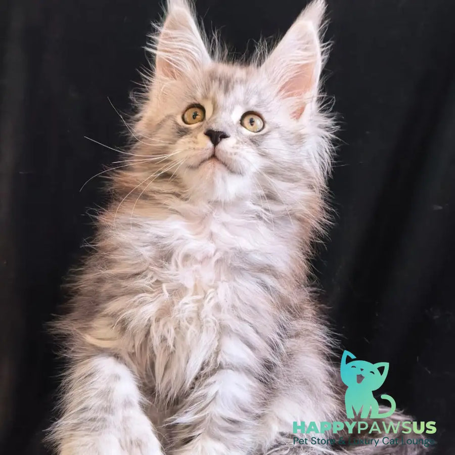 Olga Maine Coon polydactyl 6x6x6x6 female black silver tabby - live animals