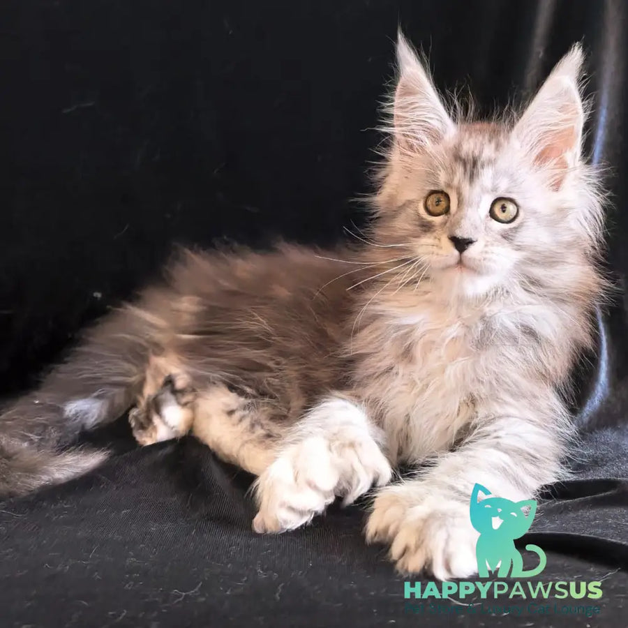 Olga Maine Coon polydactyl 6x6x6x6 female black silver tabby - live animals