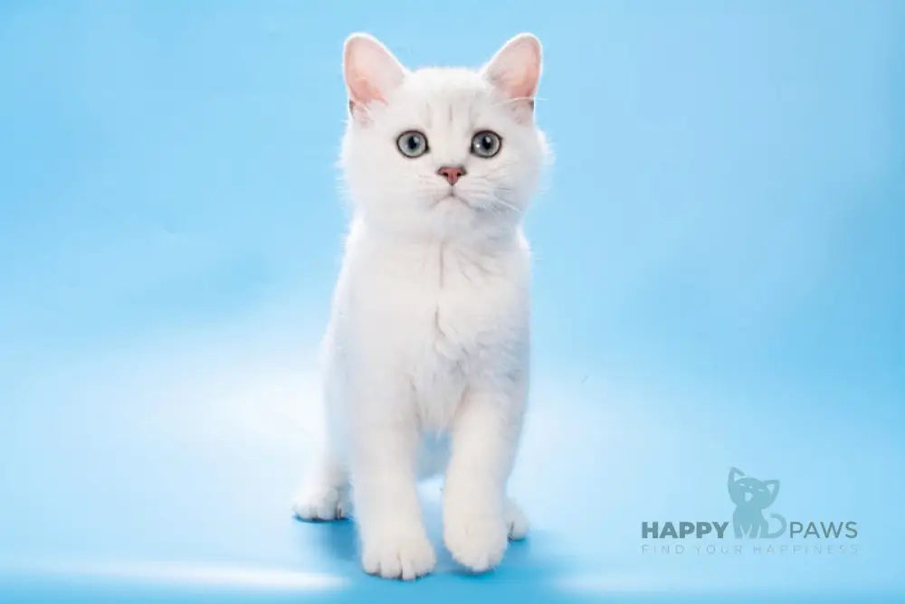 Olif British Shorthair male black silver shaded live animals
