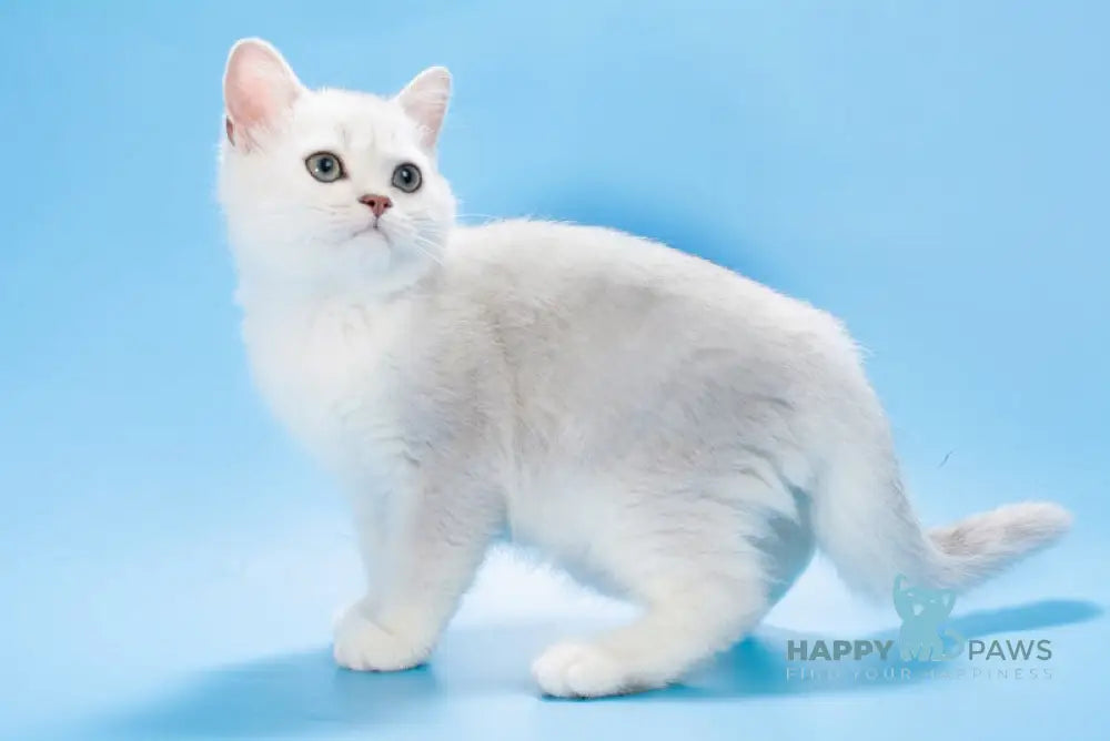 Olif British Shorthair male black silver shaded live animals