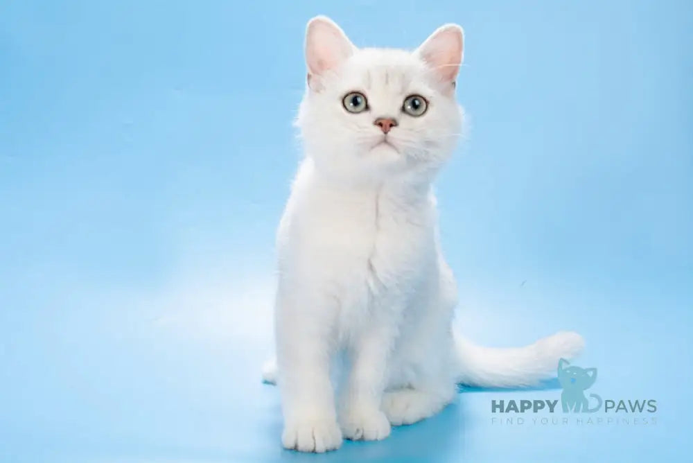 Olif British Shorthair male black silver shaded live animals