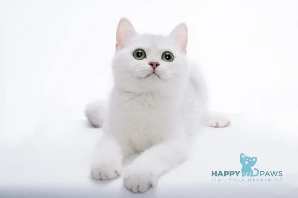 Olif British Shorthair male black silver shaded live animals