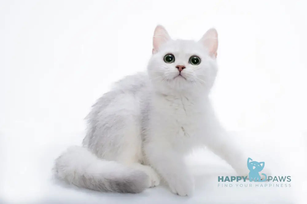 Olif British Shorthair male black silver shaded live animals