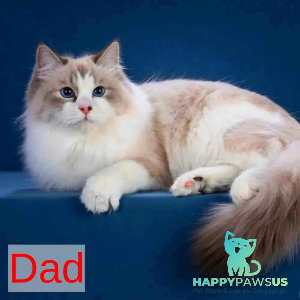 Oligarch Siberian male blue bicolour tabby pointed - live animals