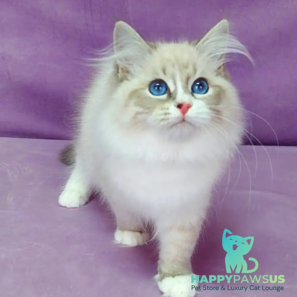 Oligarch Siberian male blue bicolour tabby pointed - live animals