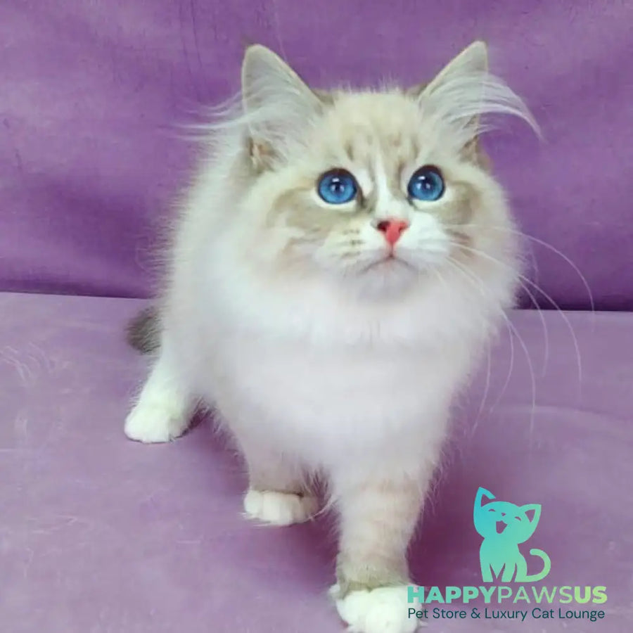 Oligarch Siberian male blue bicolour tabby pointed - live animals