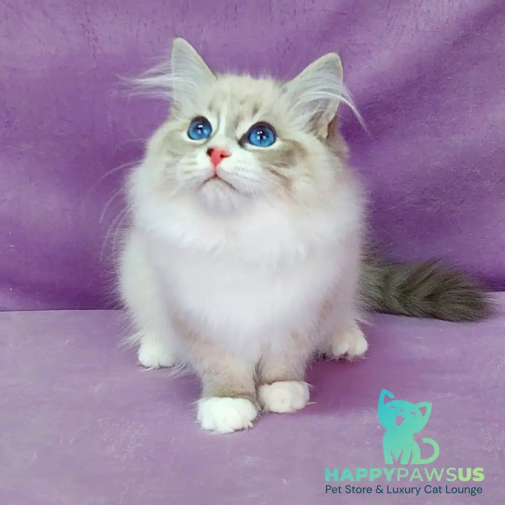 Oligarch Siberian male blue bicolour tabby pointed - live animals