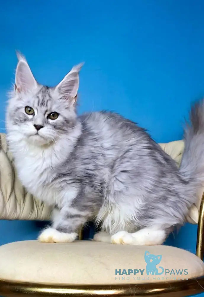 Olimpia Maine Coon female black silver tabby bicolour live animals