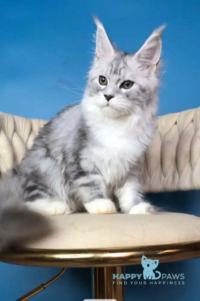 Olimpia Maine Coon female black silver tabby bicolour live animals