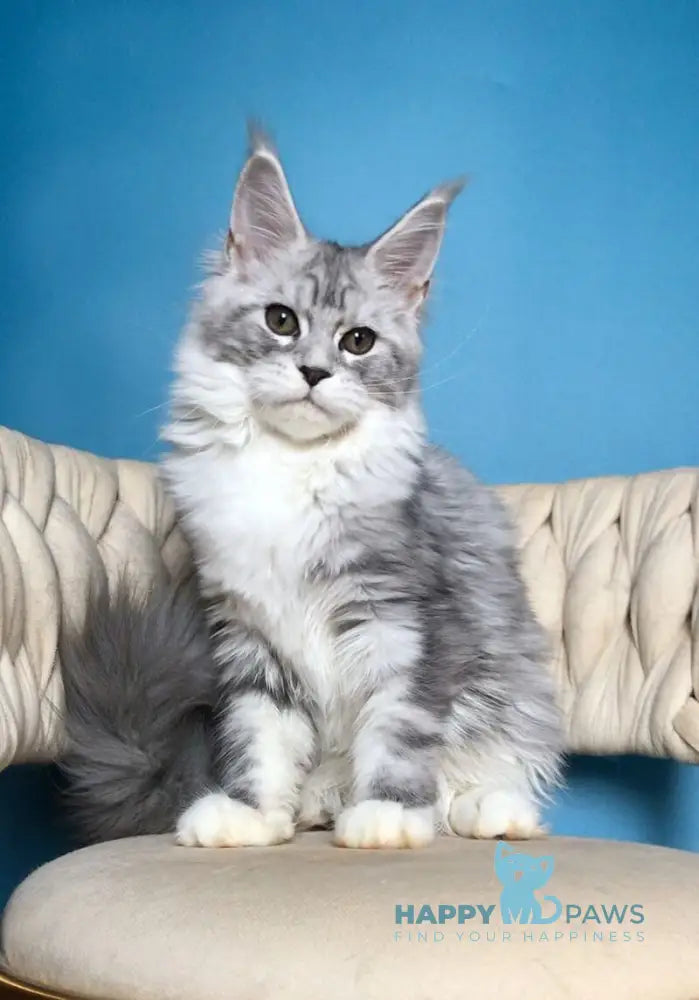 Olimpia Maine Coon female black silver tabby bicolour live animals