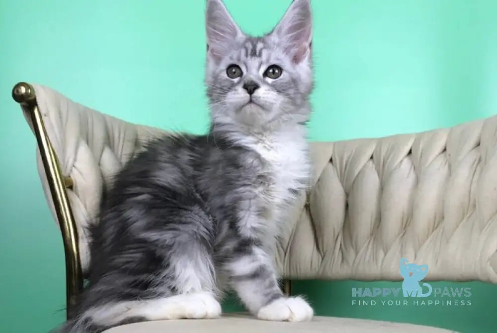 Olimpia Maine Coon female black silver tabby bicolour live animals