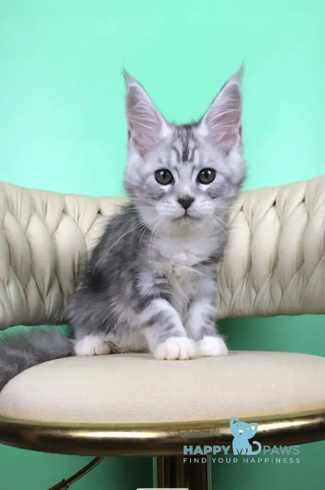 Olimpia Maine Coon female black silver tabby bicolour live animals