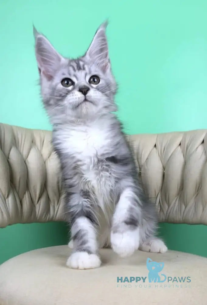Olimpia Maine Coon female black silver tabby bicolour live animals