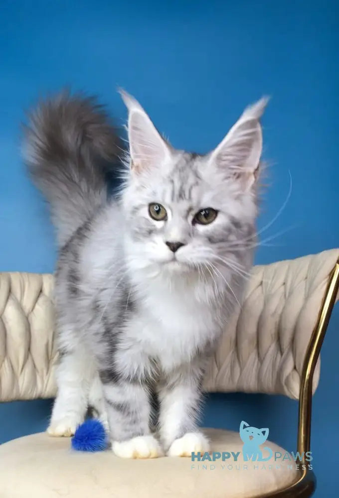 Olimpia Maine Coon female black silver tabby bicolour live animals
