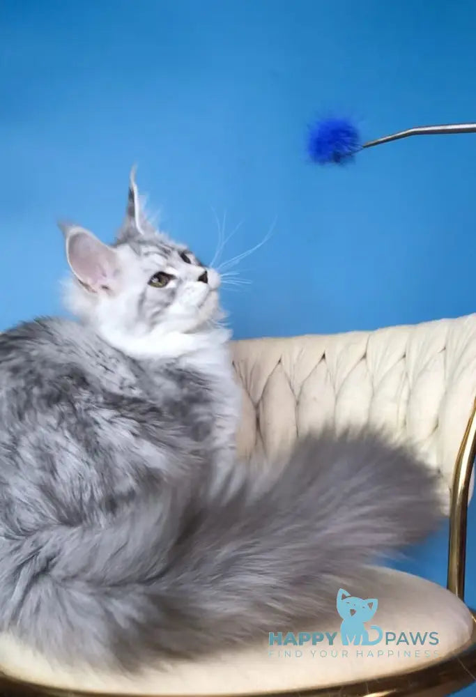 Olimpia Maine Coon female black silver tabby bicolour live animals