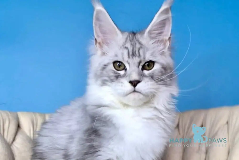 Olimpia Maine Coon female black silver tabby bicolour live animals