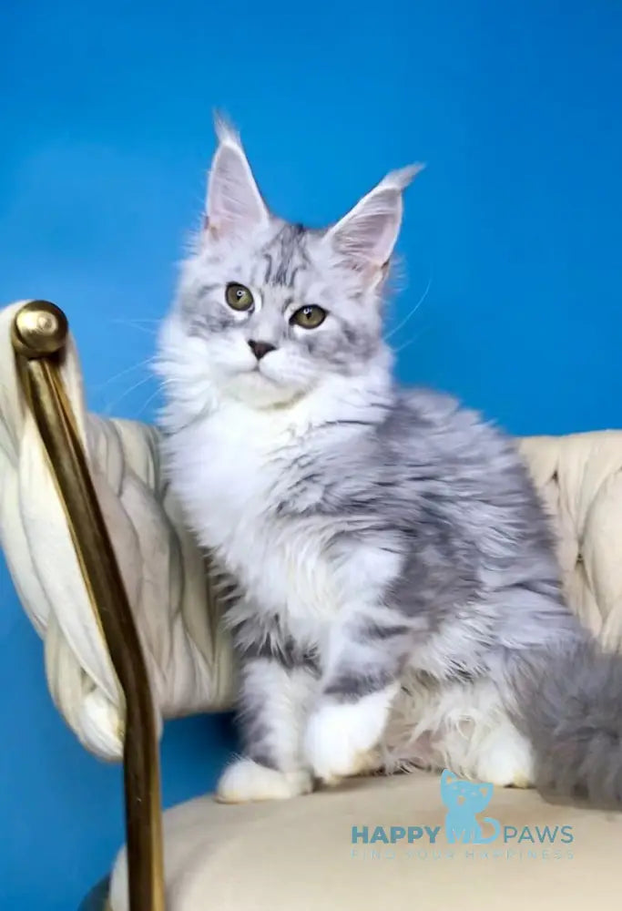 Olimpia Maine Coon female black silver tabby bicolour live animals