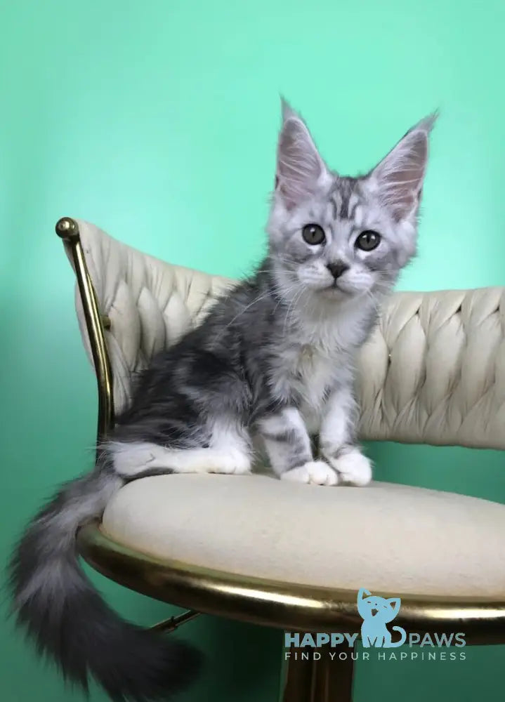 Olimpia Maine Coon female black silver tabby bicolour live animals