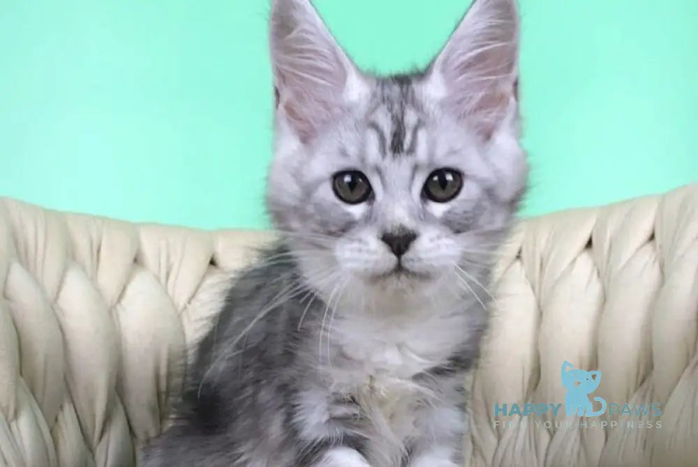 Olimpia Maine Coon female black silver tabby bicolour live animals