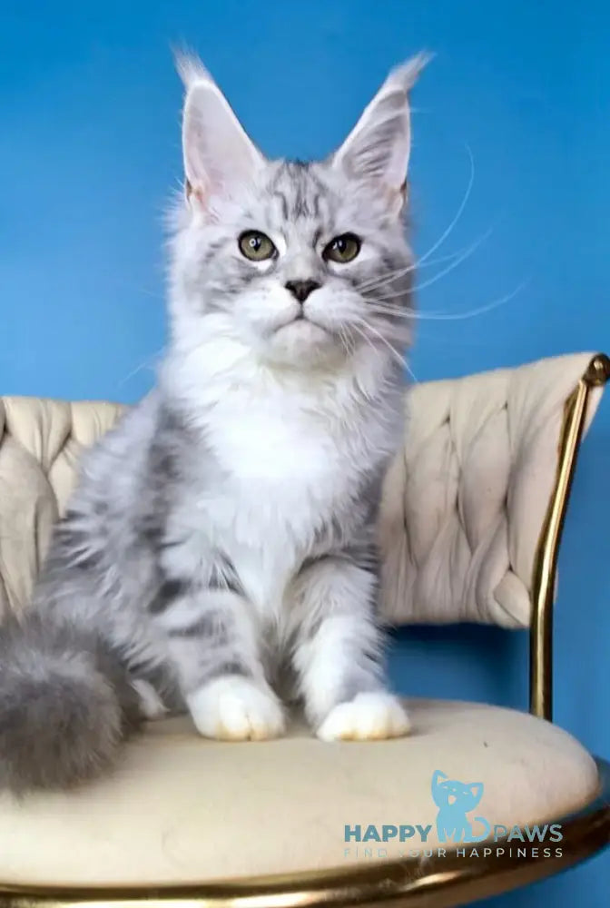 Olimpia Maine Coon female black silver tabby bicolour live animals