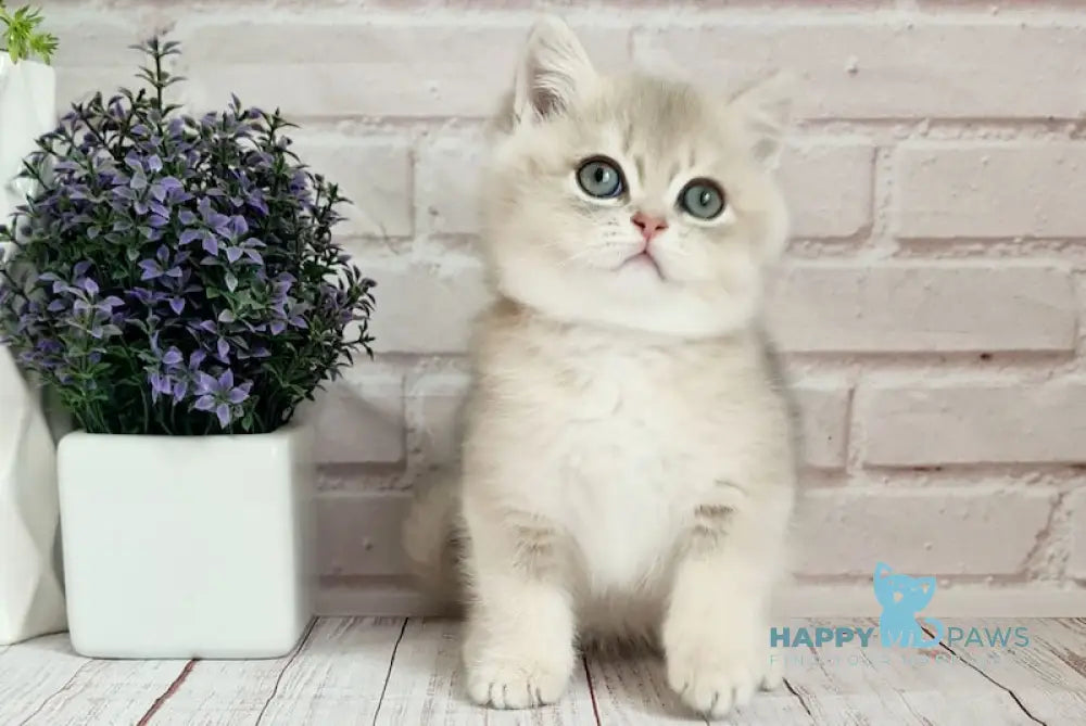 Оlimpus British Shorthair male blue golden shaded live animals