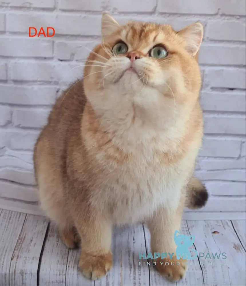 Оlimpus British Shorthair male blue golden shaded live animals