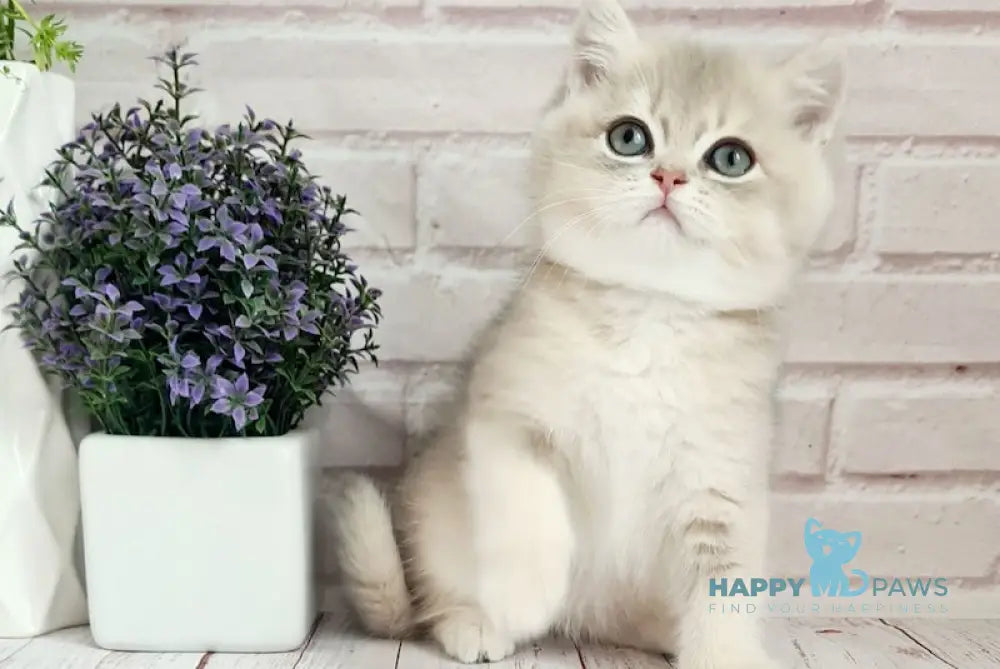 Оlimpus British Shorthair male blue golden shaded live animals