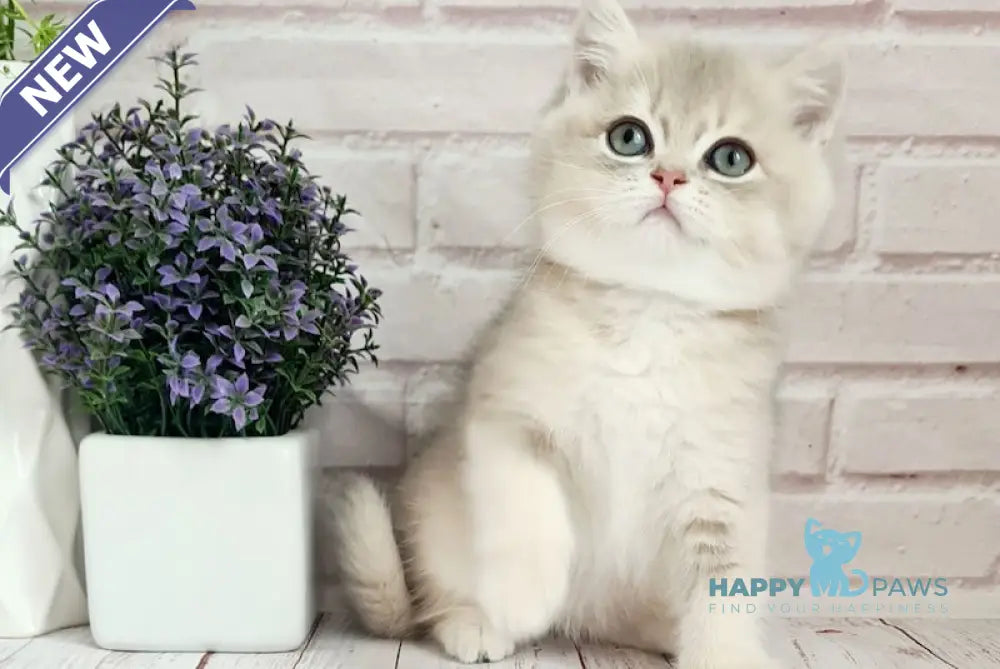 Оlimpus British Shorthair male blue golden shaded live animals