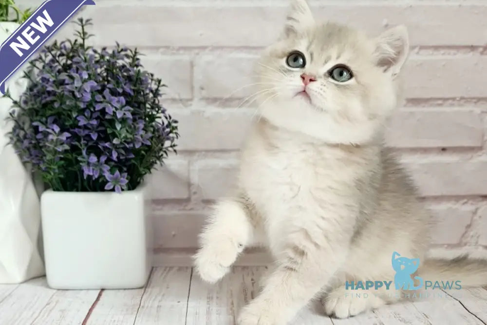 Оlimpus British Shorthair male blue golden shaded live animals