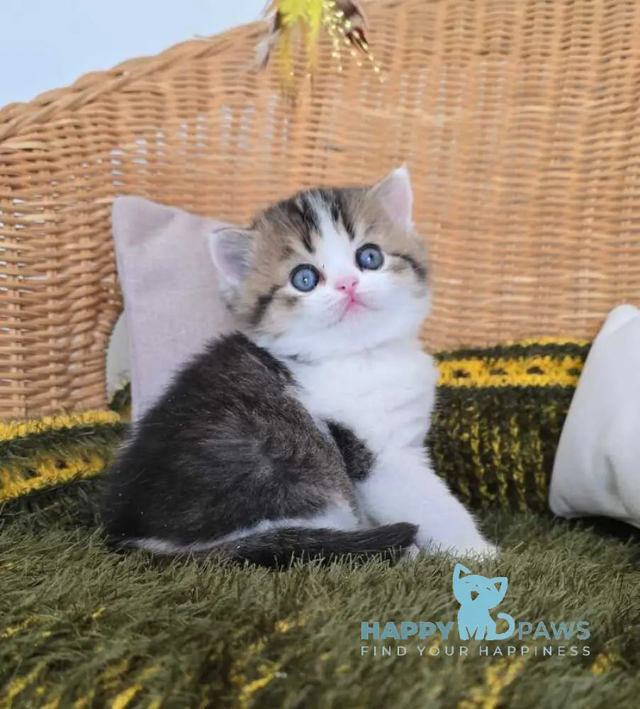 Olimpya Scottish Straight female black ticked tabby bicolour - live animals