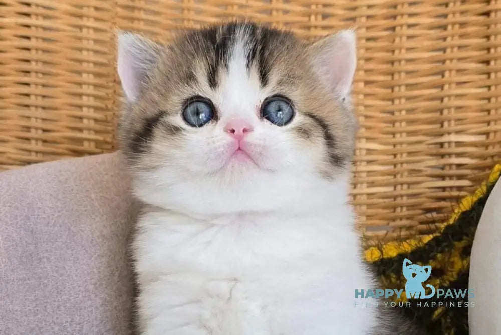 Olimpya Scottish Straight female black ticked tabby bicolour - live animals