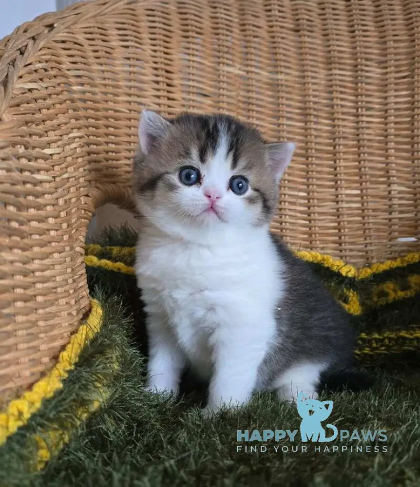 Olimpya Scottish Straight female black ticked tabby bicolour - live animals