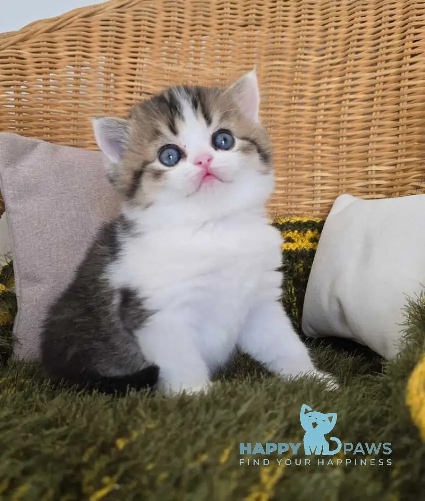 Olimpya Scottish Straight female black ticked tabby bicolour - live animals