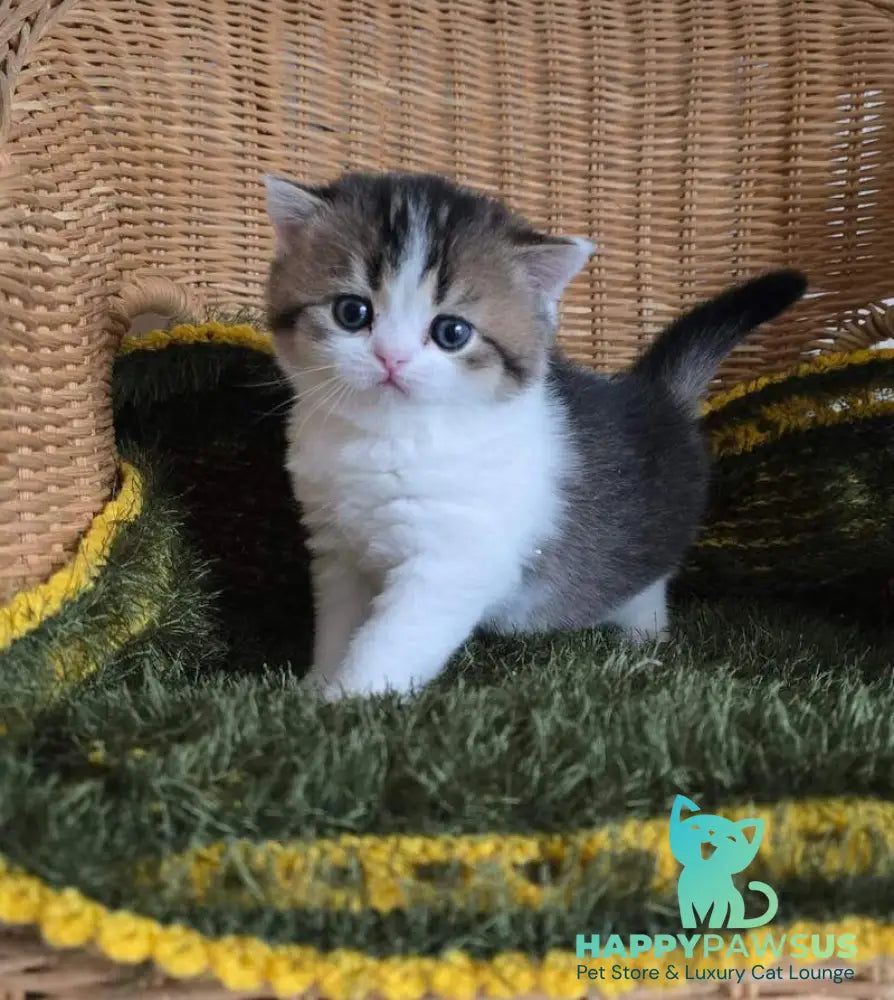Olimpya Scottish Straight female black ticked tabby bicolour - live animals