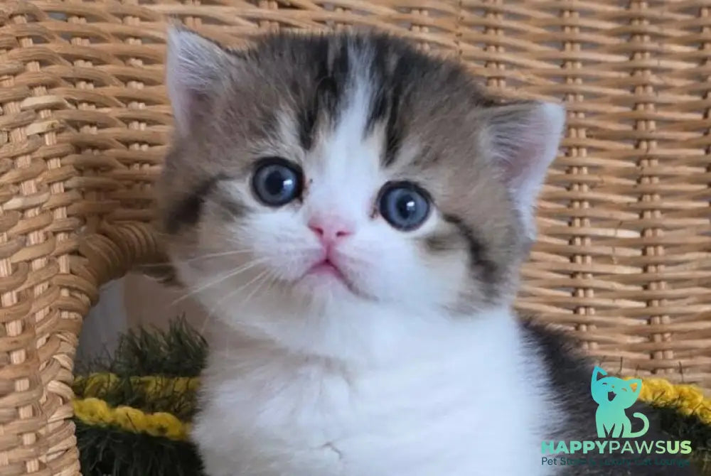 Olimpya Scottish Straight female black ticked tabby bicolour - live animals