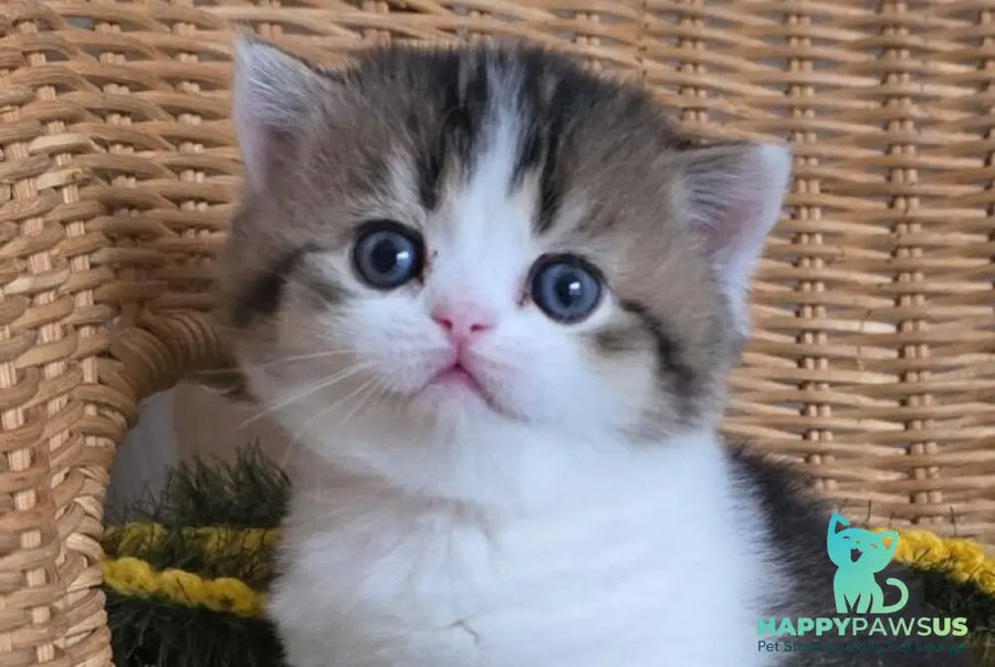 Olimpya Scottish Straight female black ticked tabby bicolour - live animals