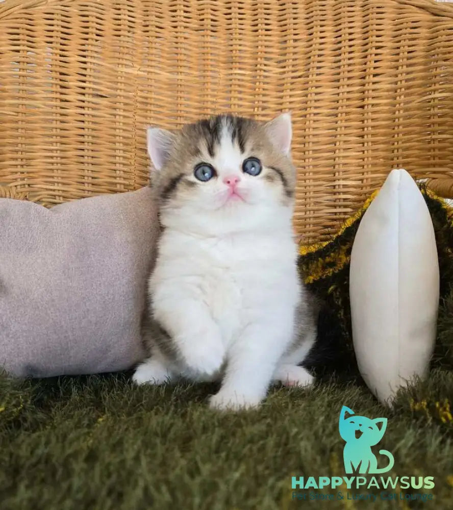 Olimpya Scottish Straight female black ticked tabby bicolour - live animals