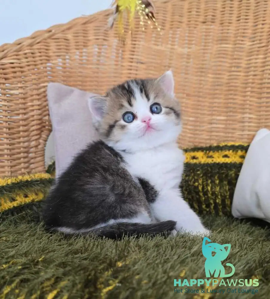 Olimpya Scottish Straight female black ticked tabby bicolour - live animals