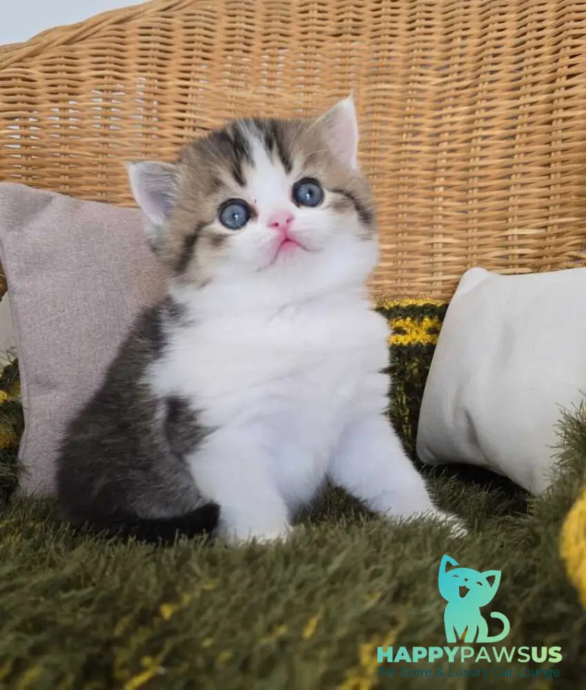 Olimpya Scottish Straight female black ticked tabby bicolour - live animals