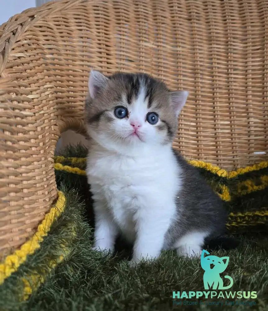 Olimpya Scottish Straight female black ticked tabby bicolour - live animals