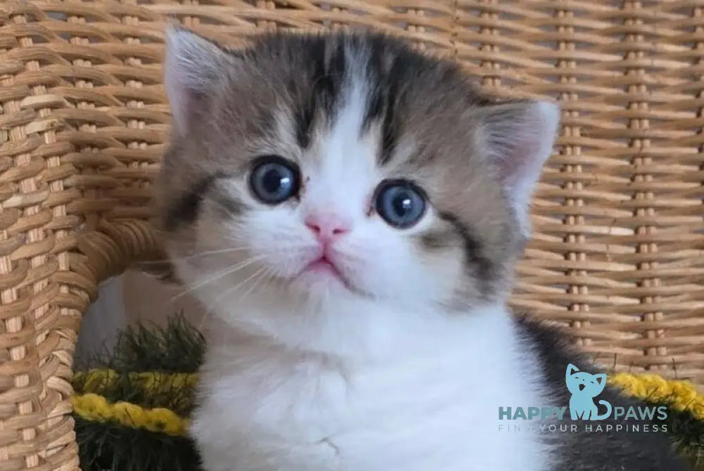Olimpya Scottish Straight female black ticked tabby bicolour - live animals