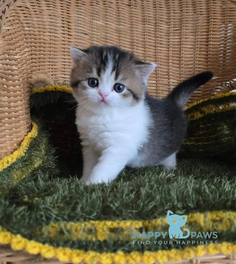 Olimpya Scottish Straight female black ticked tabby bicolour - live animals